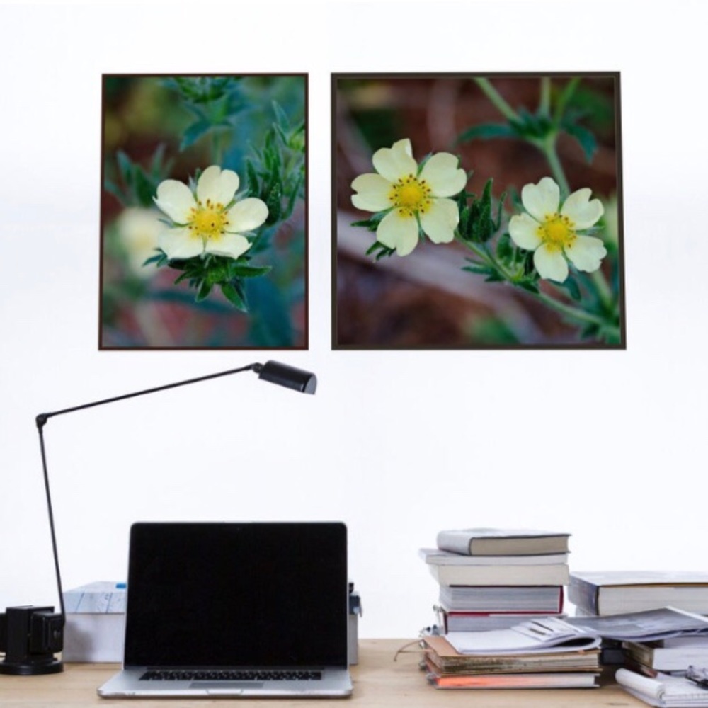 Original wild flower wall art photography prints